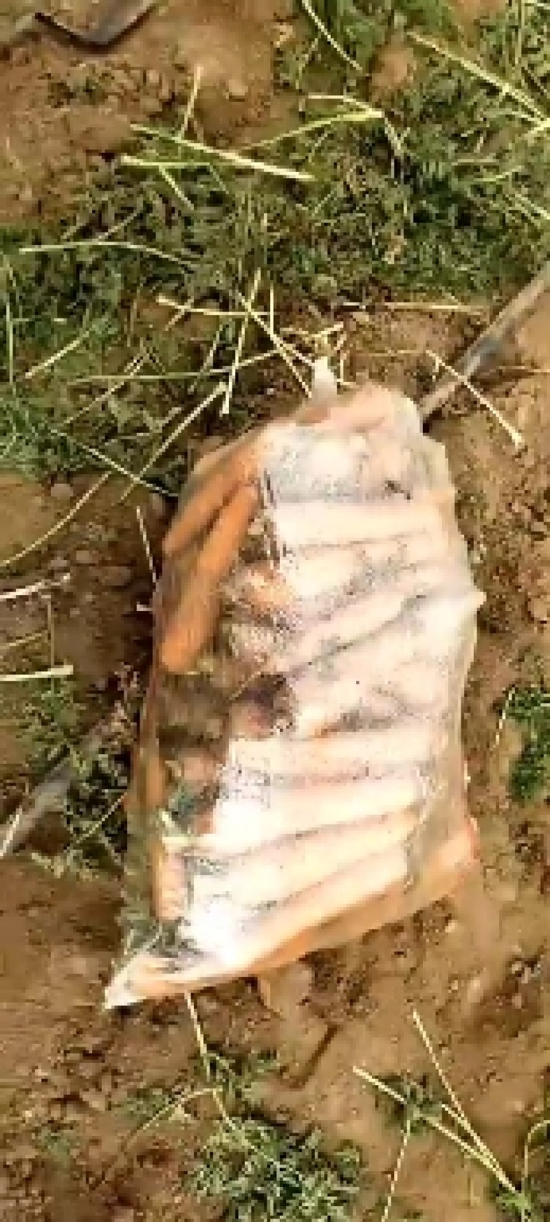 三红萝卜，量大，柏乡2000亩基地