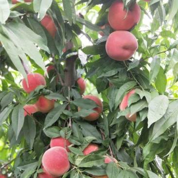 大家好，本人种植大量毛桃，12-8品种，80起步！
