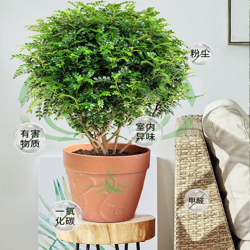 清香木花卉盆栽办公桌室内书房卧室驱蚊植物盆景老桩净化空气