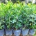 【蚊子克星】九里香花卉盆栽浓香四季开花七里香驱蚊植物室内