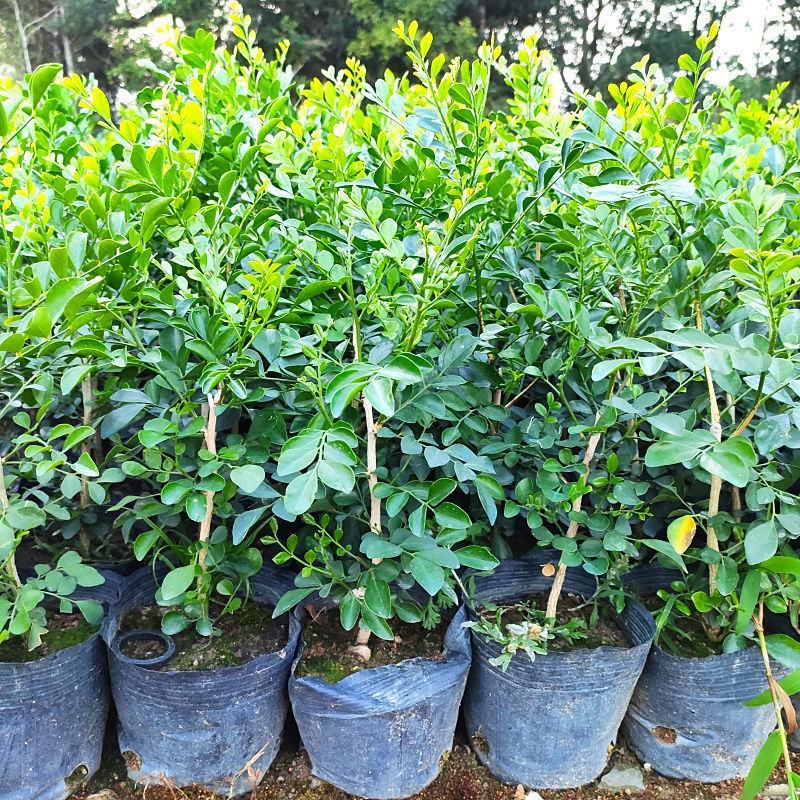 【蚊子克星】九里香花卉盆栽浓香四季开花七里香驱蚊植物室内