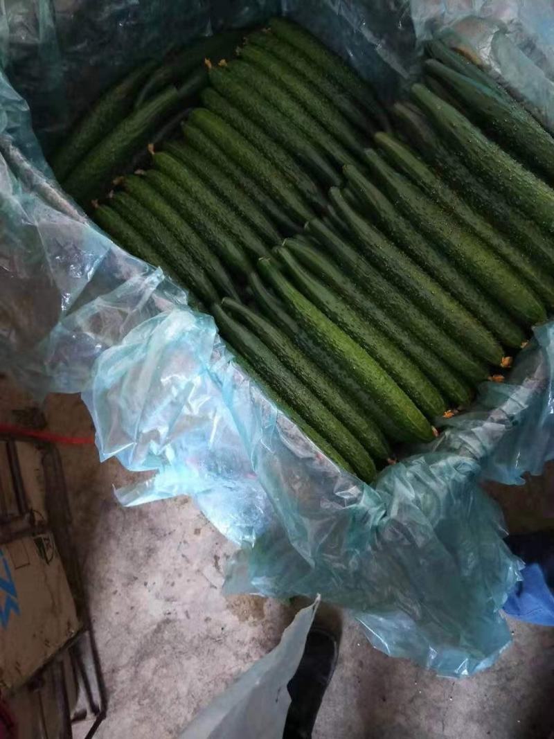 寿光蔬菜全国代发，按需收获，价格合理，市场把握强