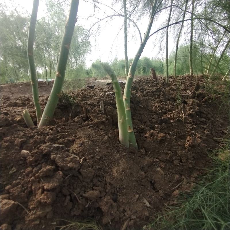 新鲜芦笋采摘，质量好。营养价值高