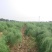 新鲜芦笋采摘，质量好。营养价值高