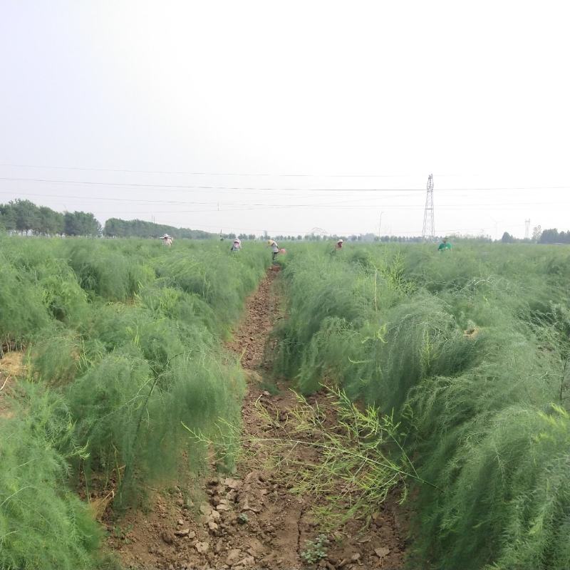 新鲜芦笋采摘，质量好。营养价值高