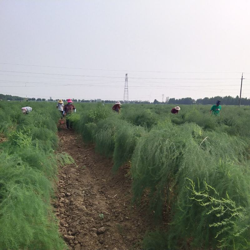 新鲜芦笋采摘，质量好。营养价值高
