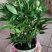 驱蚊虫花草四季常青竹柏盆栽室内客厅桌面水培植物净化空气