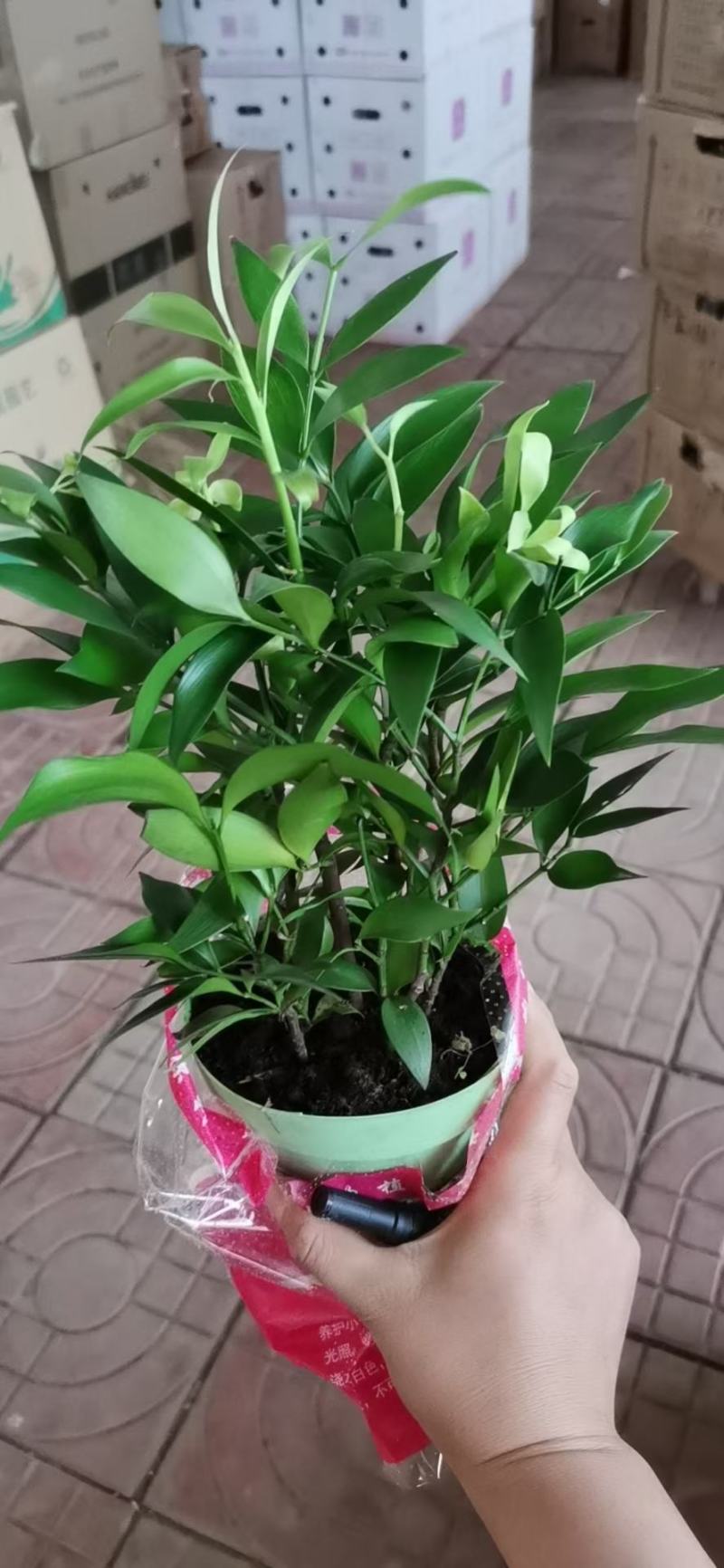 驱蚊虫花草四季常青竹柏盆栽室内客厅桌面水培植物净化空气
