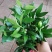 驱蚊虫花草四季常青竹柏盆栽室内客厅桌面水培植物净化空气
