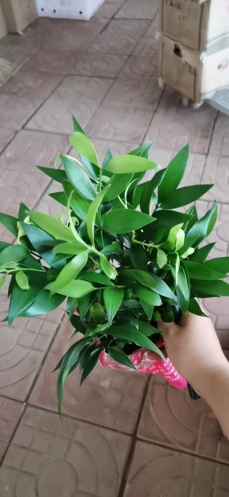驱蚊虫花草四季常青竹柏盆栽室内客厅桌面水培植物净化空气