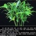 驱蚊虫花草四季常青竹柏盆栽室内客厅桌面水培植物净化空气