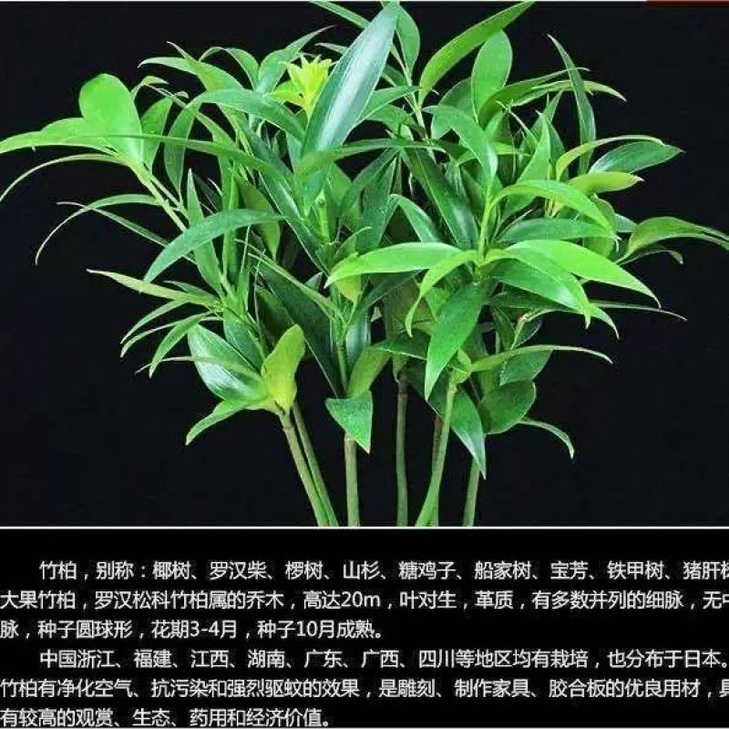 驱蚊虫花草四季常青竹柏盆栽室内客厅桌面水培植物净化空气