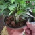驱蚊虫花草四季常青竹柏盆栽室内客厅桌面水培植物净化空气