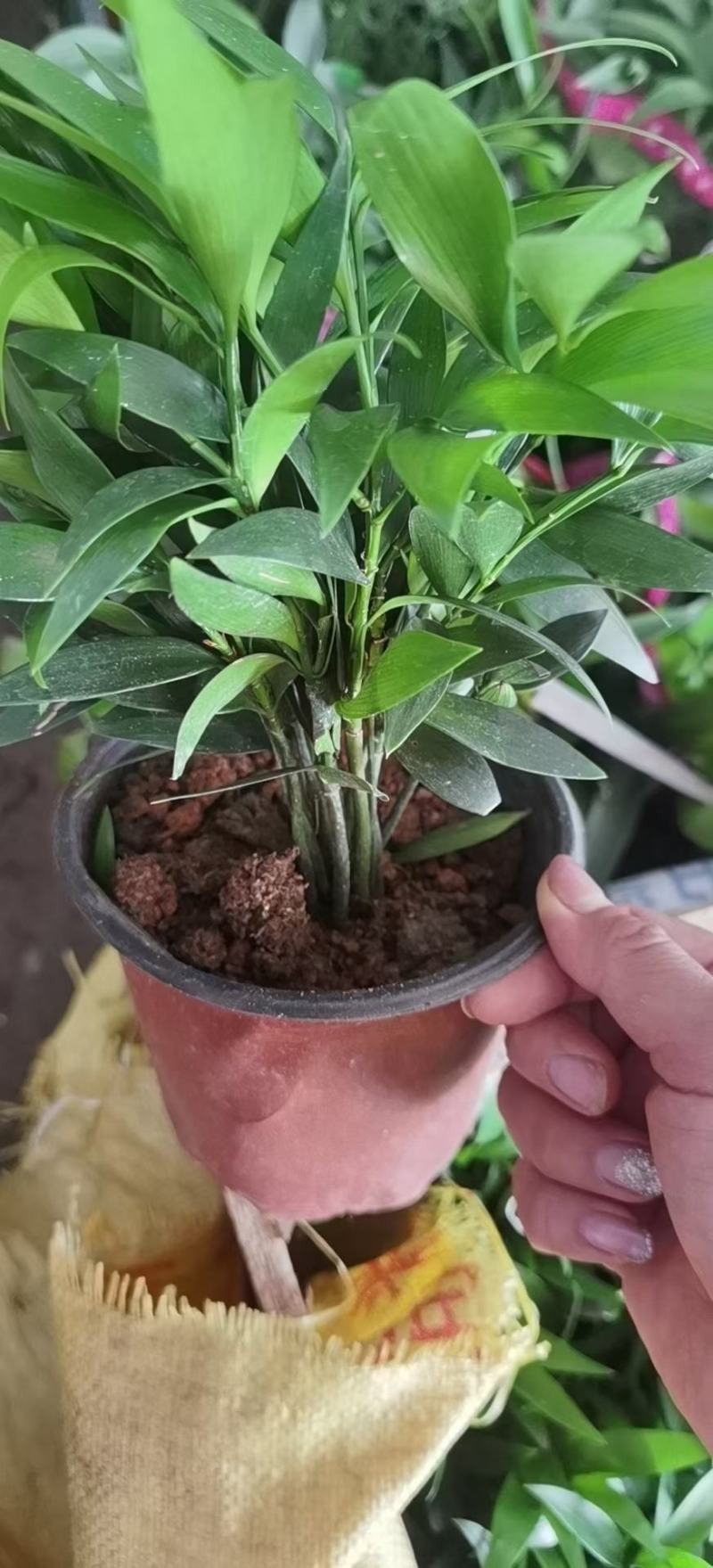 驱蚊虫花草四季常青竹柏盆栽室内客厅桌面水培植物净化空气