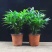 驱蚊虫花草四季常青竹柏盆栽室内客厅桌面水培植物净化空气