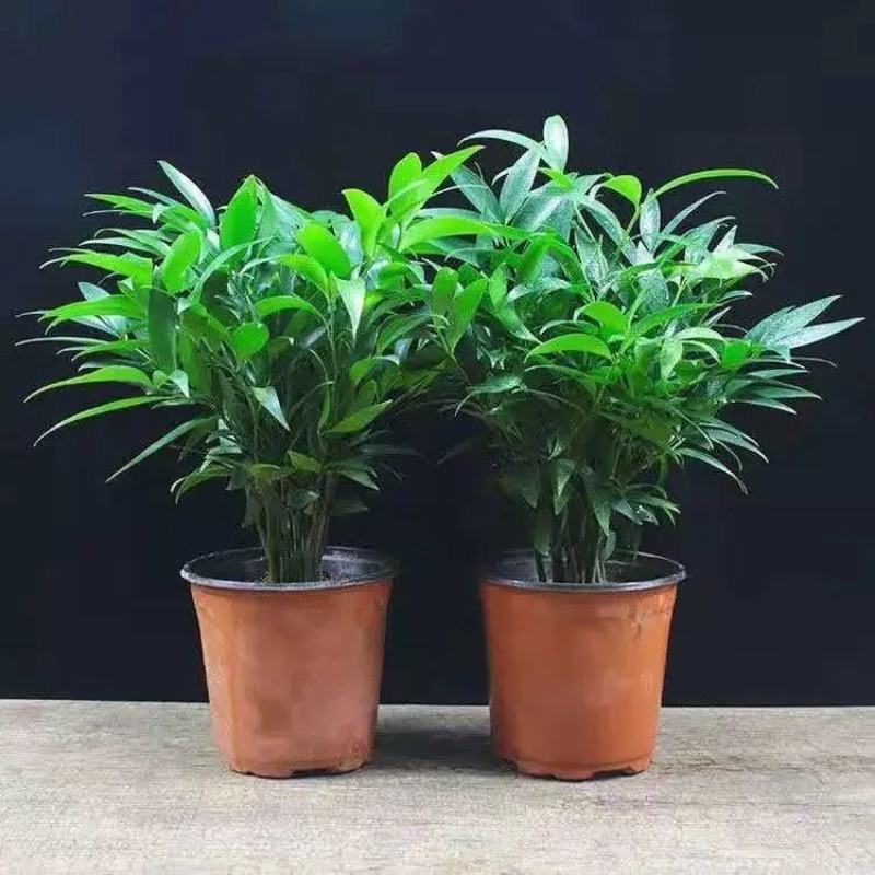 驱蚊虫花草四季常青竹柏盆栽室内客厅桌面水培植物净化空气