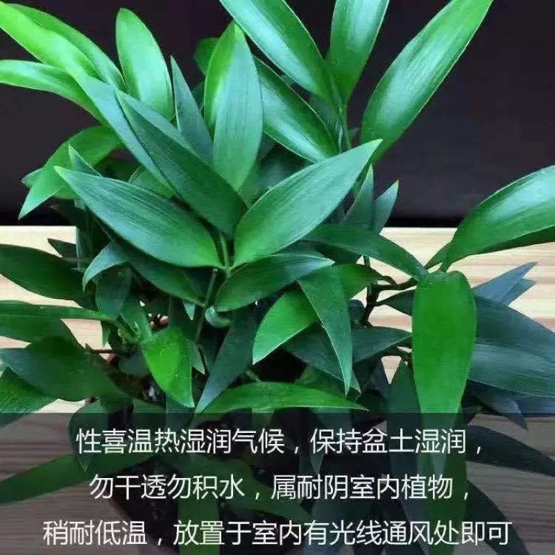 驱蚊虫花草四季常青竹柏盆栽室内客厅桌面水培植物净化空气