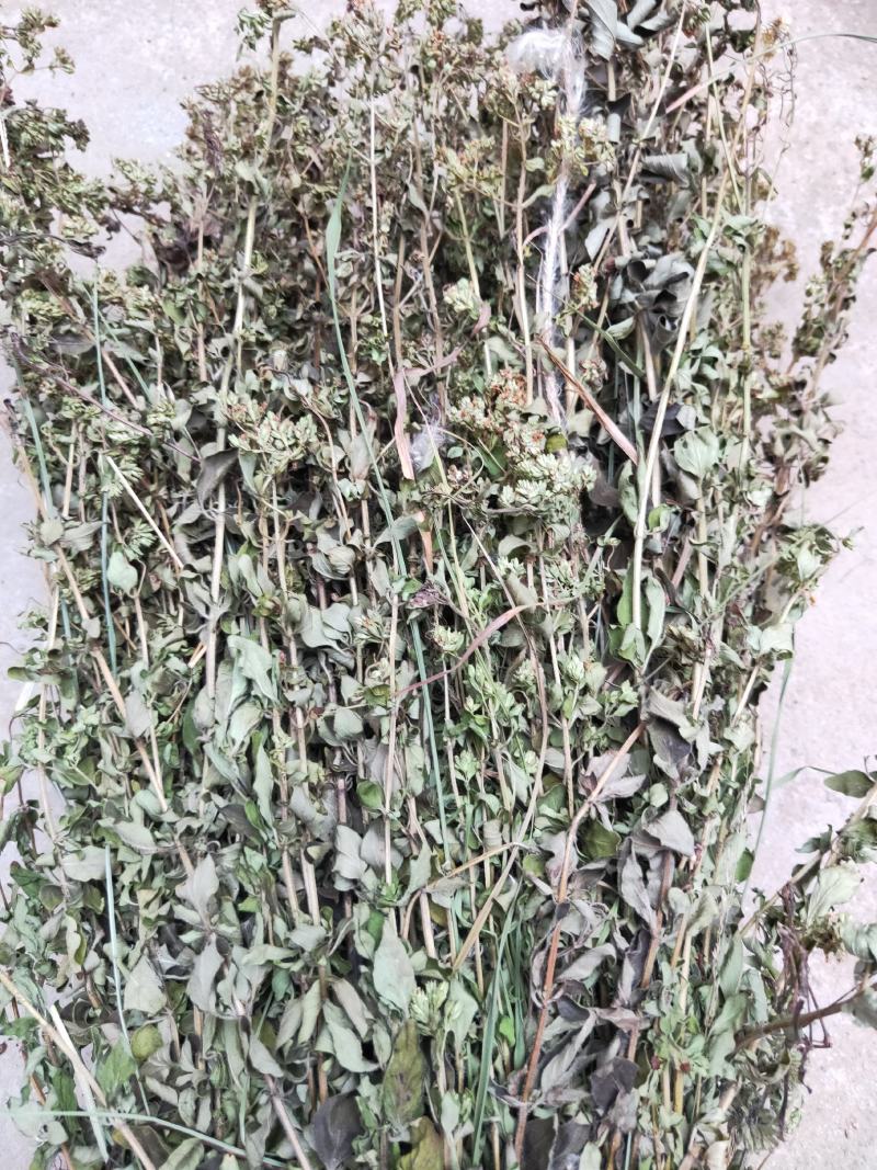 牛至草