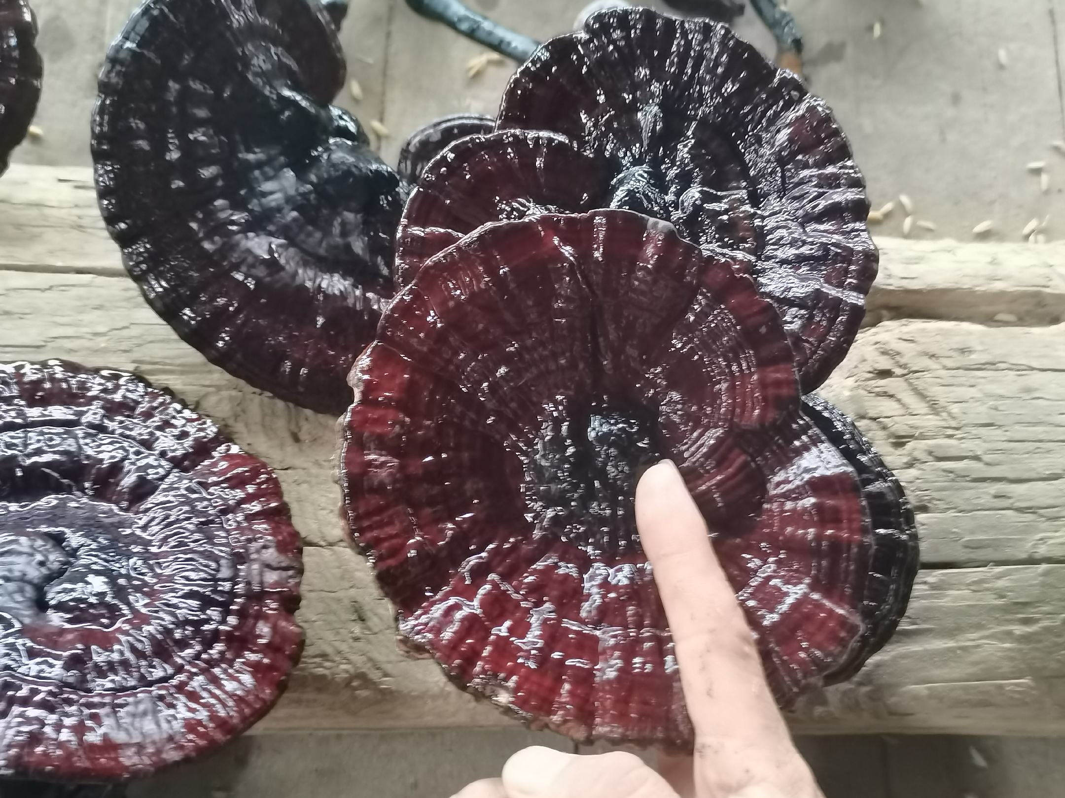 黑芝麻与白芝麻对比图:展示两种芝麻在种皮颜色、大小和形态上的差异 黑芝麻与白芝麻对比图