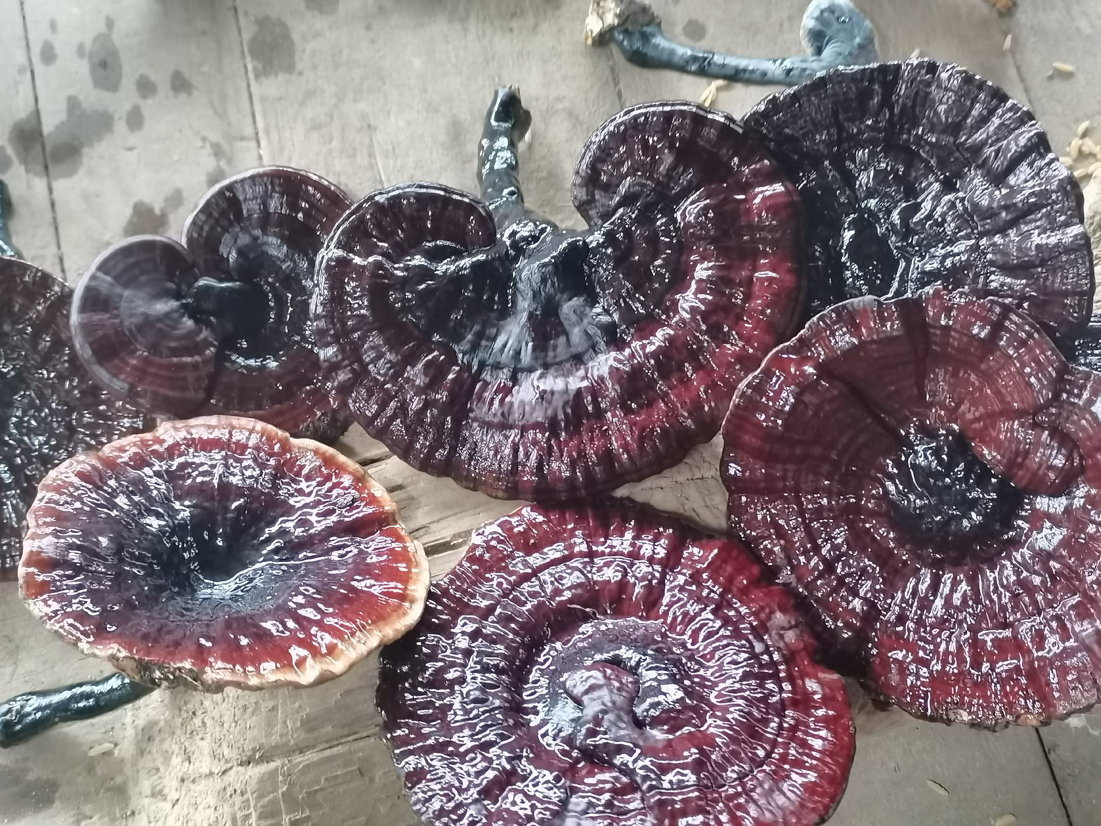 黑灵芝实物图,展示成熟黑灵芝的形态特征 黑灵芝实物图