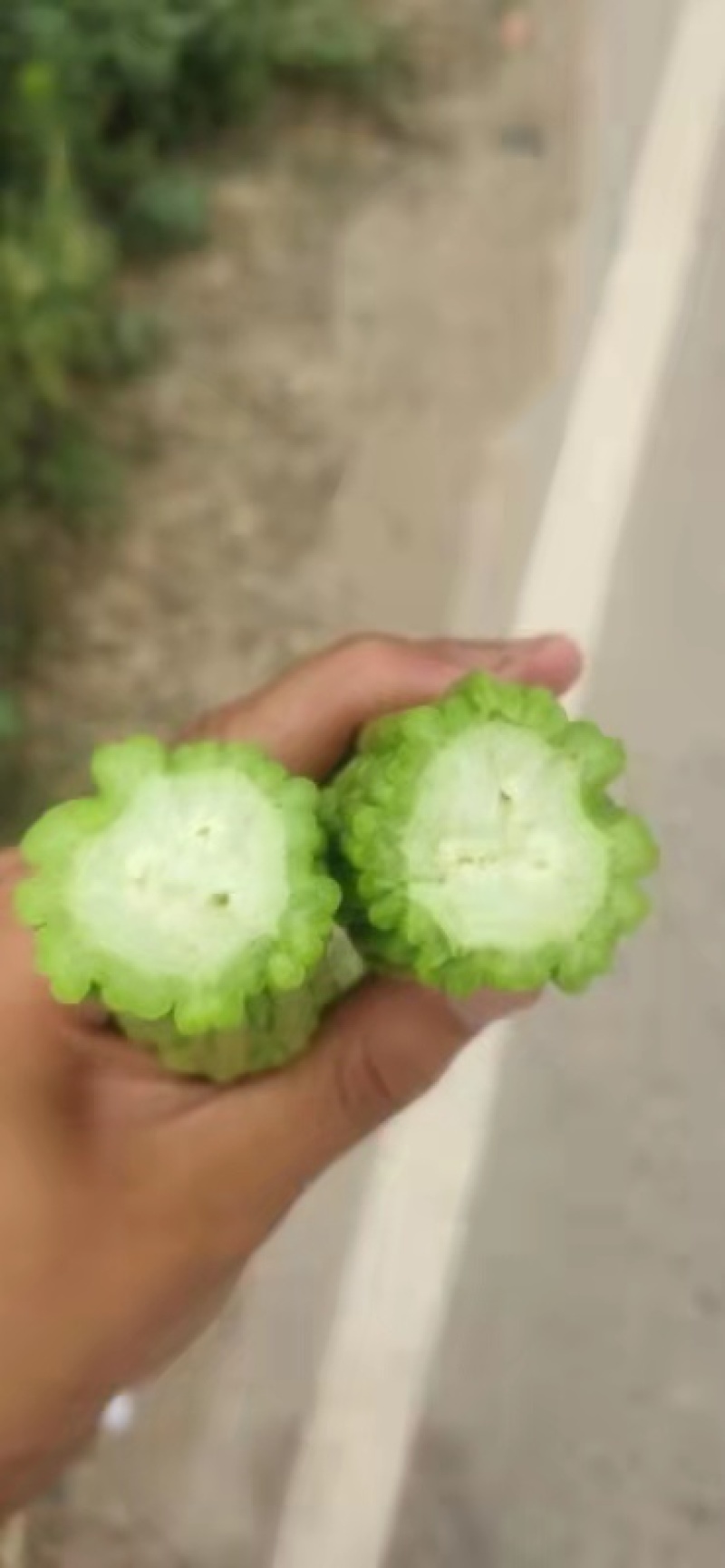 精品苦瓜大量供应，电商供应有需要的联系