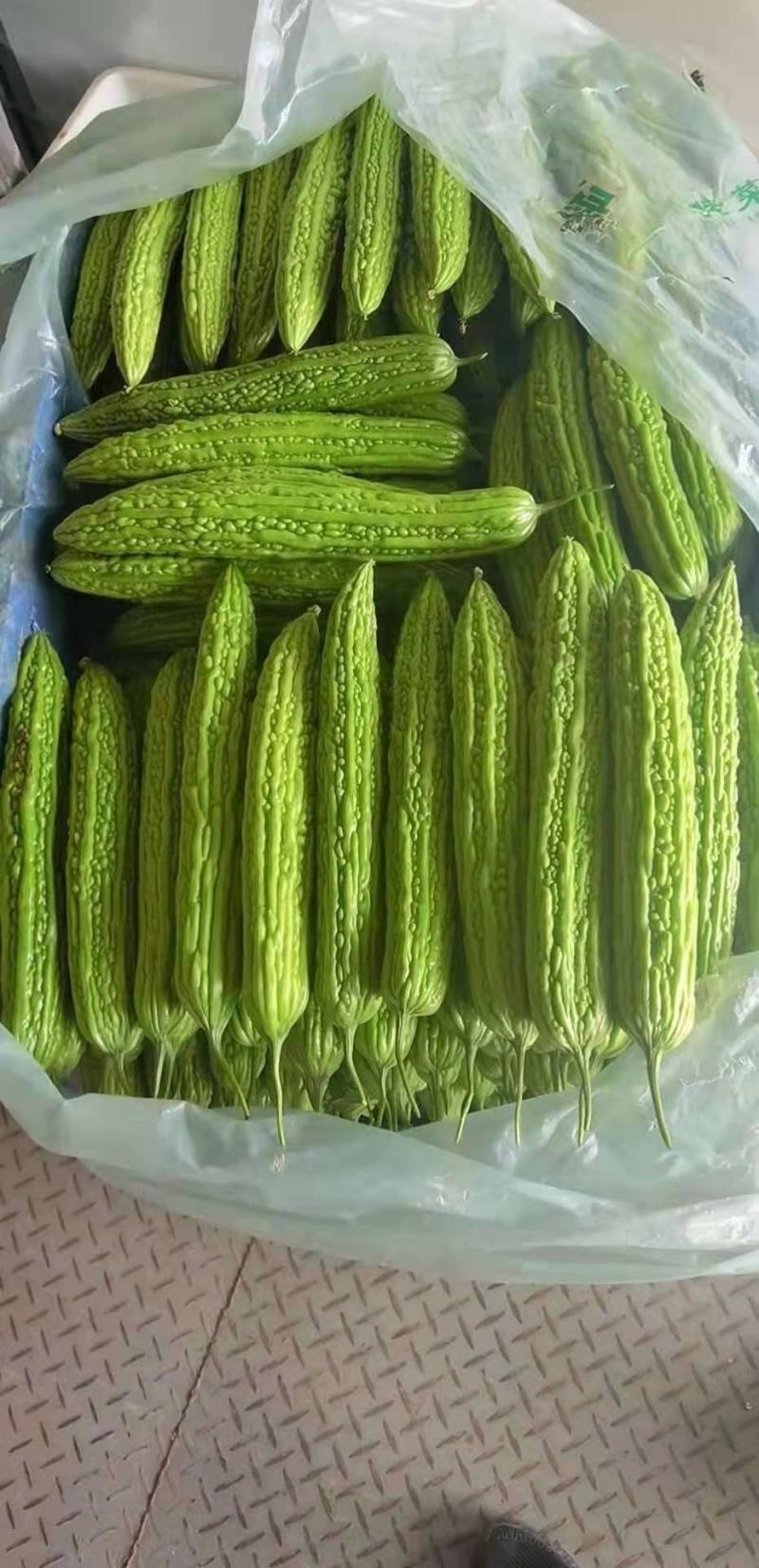 精品苦瓜大量供应，电商供应有需要的联系