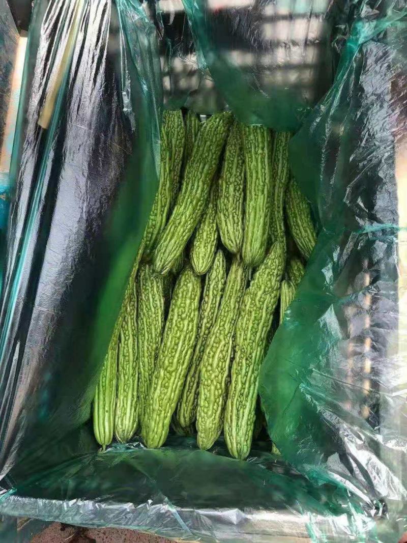 精品苦瓜大量供应，电商供应有需要的联系