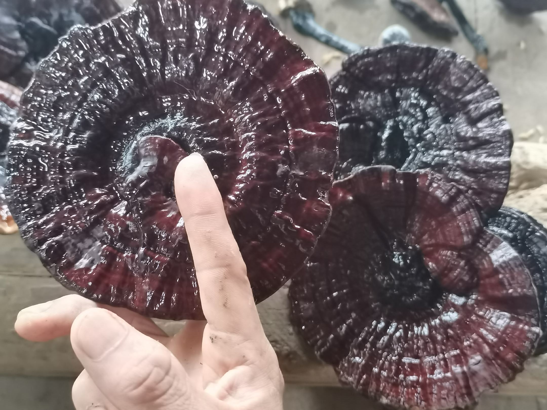 乌灵参新鲜样本特写