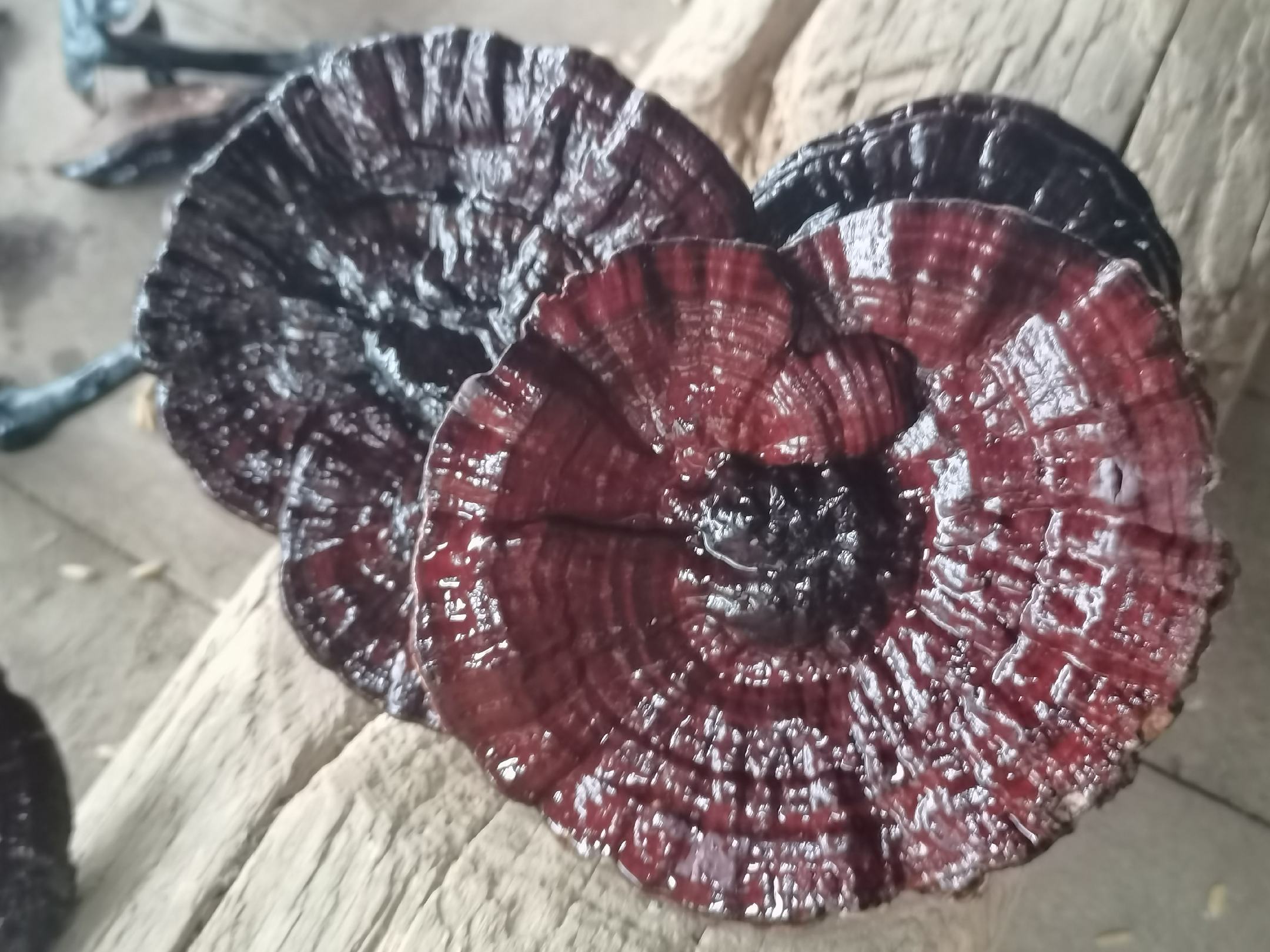 黑灵芝与其他食材搭配的养生食谱图