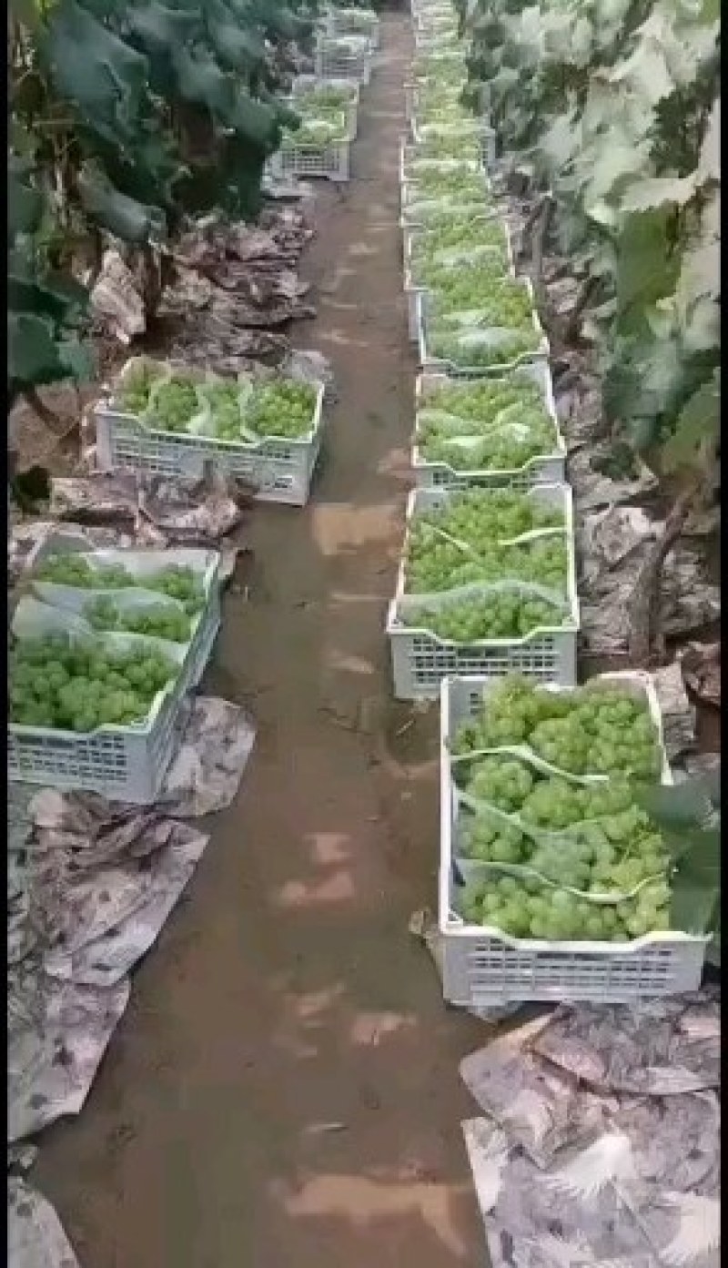 青无核葡萄8611无籽葡萄罐头厂专用葡萄酱果酱罐头果