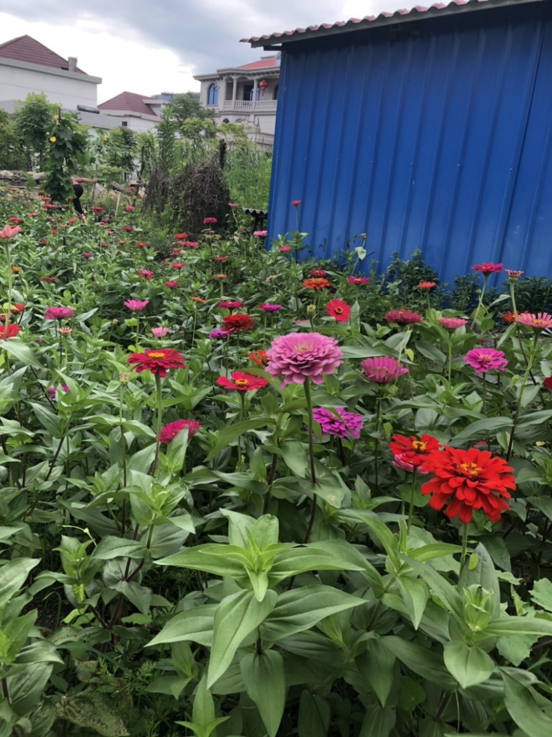 百日草种子，百日红种子，花卉花海种子大量供应