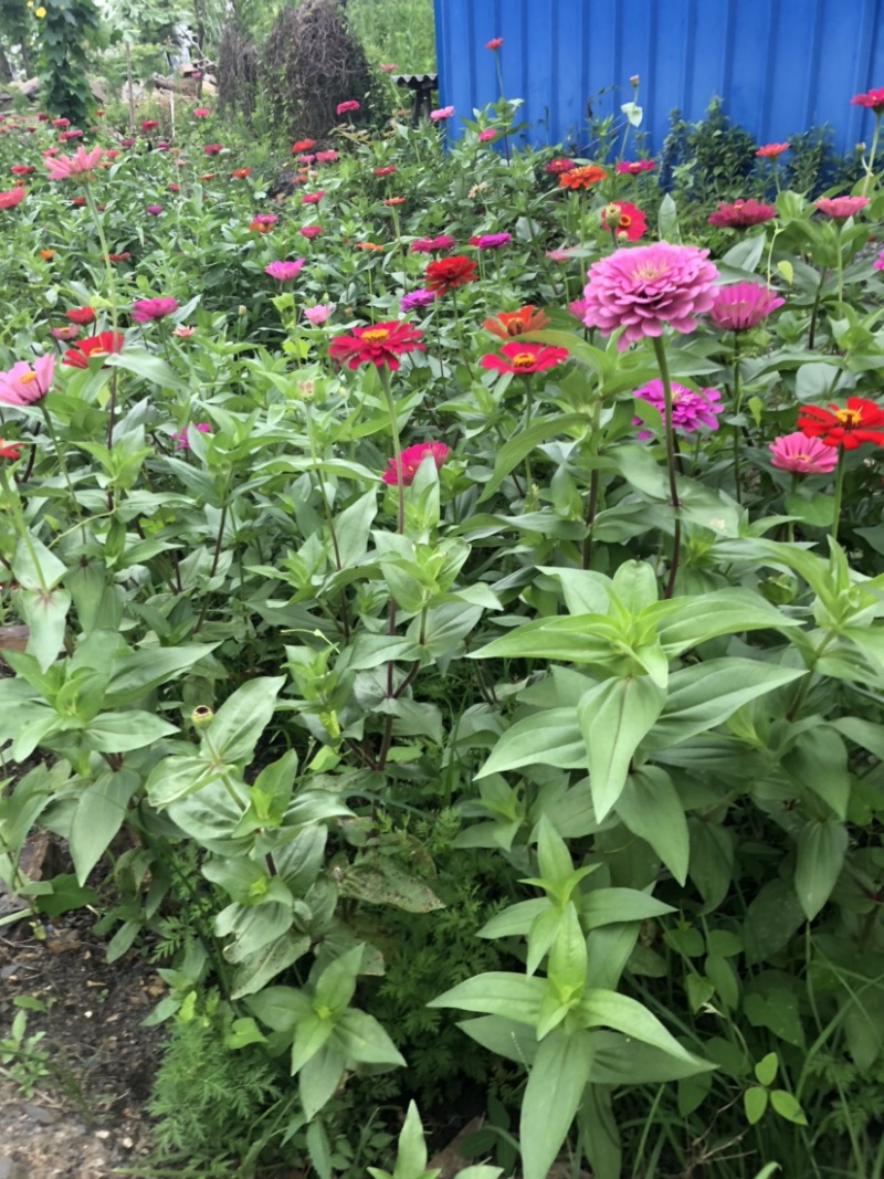 百日草种子，百日红种子，花卉花海种子大量供应