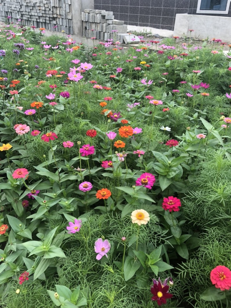 百日草种子，百日红种子，花卉花海种子大量供应