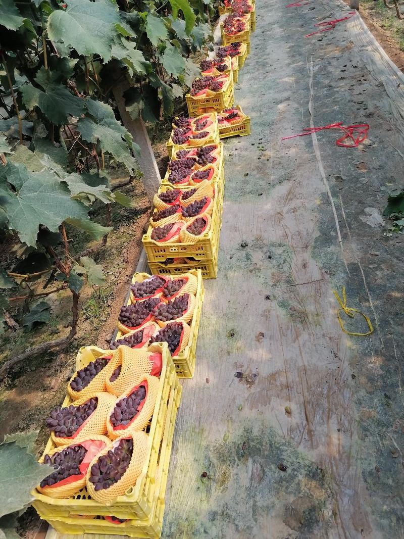 锦州市超甜茉莉香（着色香）葡萄大量上市，辽宁茉莉香主产区