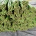 兰陵精品长豆角，豇豆，货源充足，线条好，产地直发