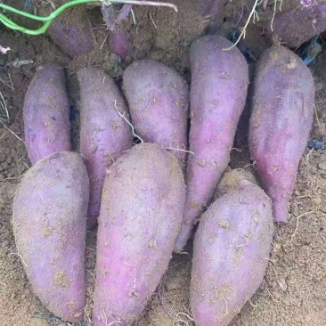 花叶紫罗兰