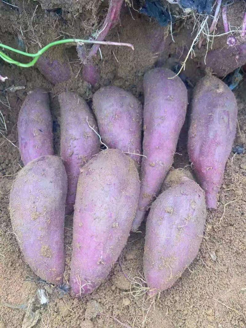 花叶紫罗兰