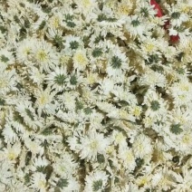 精品七月菊，黄山产地，大量批发七月菊，产地直销，货源充足