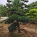 罗汉松老桩造型适合庭院种植市政小区绿化