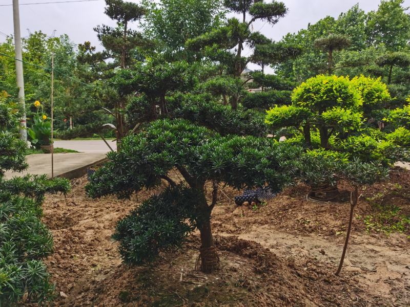 罗汉松老桩造型适合庭院种植市政小区绿化