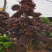 红花檵木老桩地径18公分左右3年以上叶片适合庭院种植