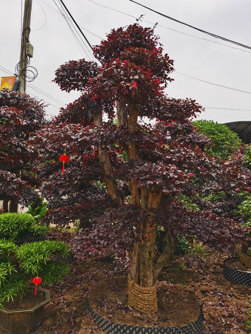 红花檵木老桩地径18公分左右3年以上叶片适合庭院种植