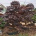红花檵木老桩地径18公分左右3年以上叶片适合庭院种植