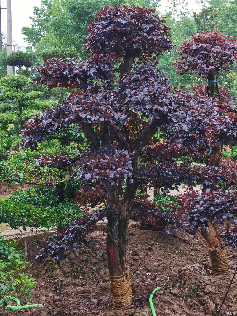 红花檵木老桩地径18公分左右3年以上叶片适合庭院种植
