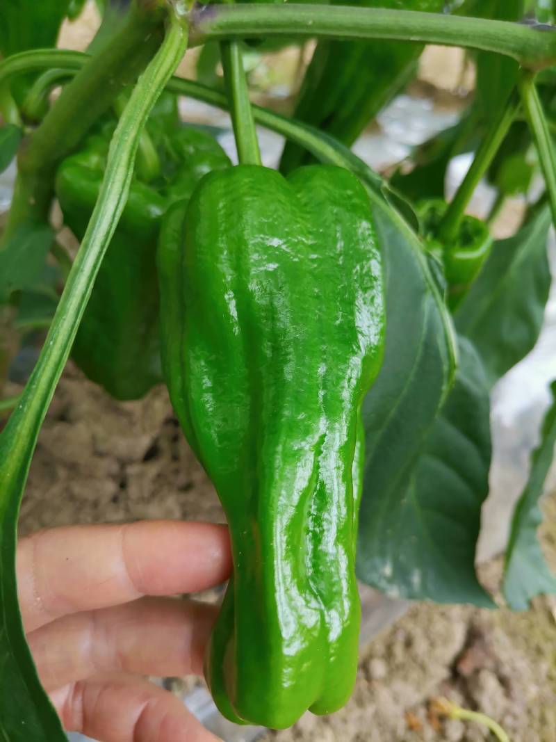 鲜辣椒