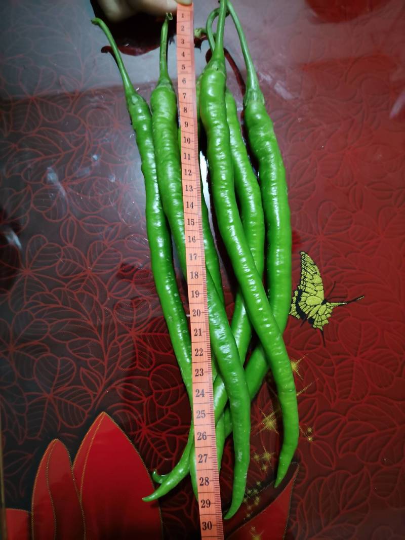 鲜辣椒
