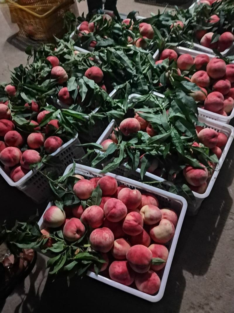 纸袋美脆大量上市货源充足
