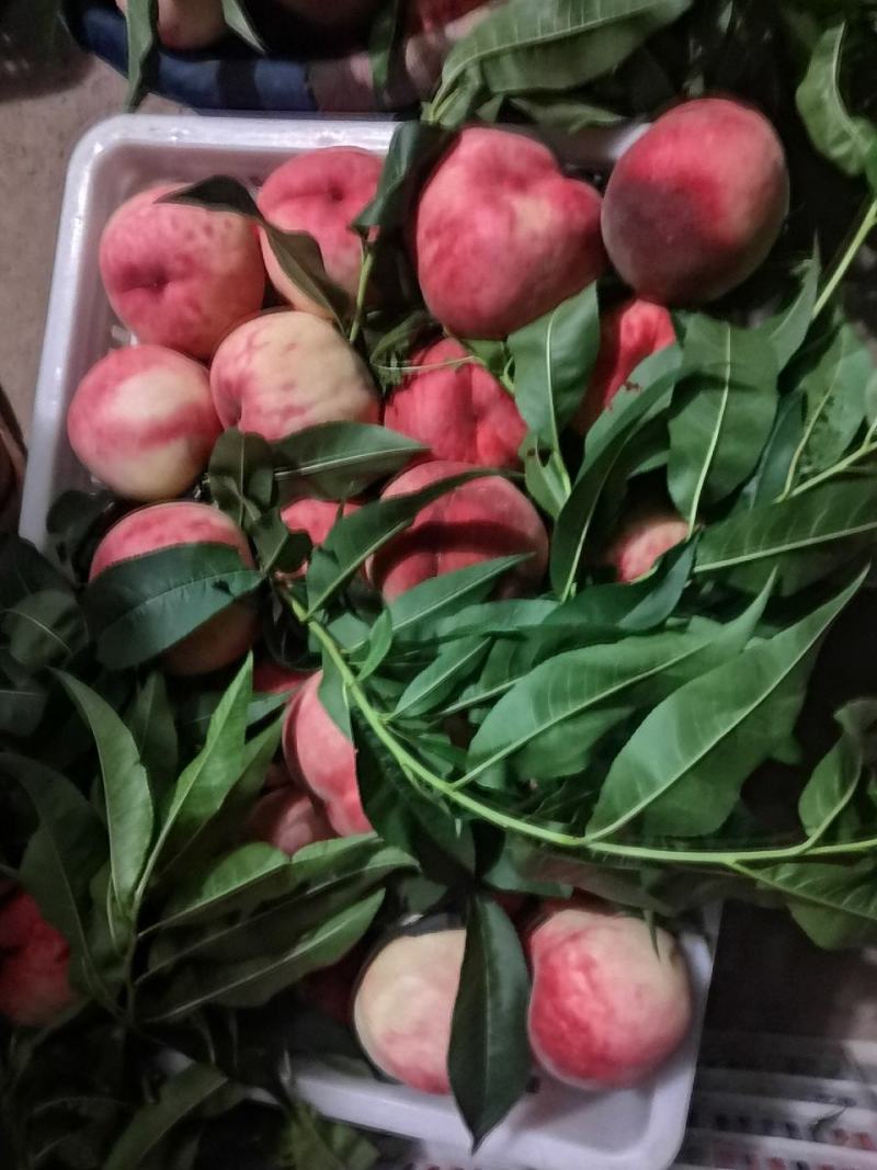 纸袋美脆大量上市货源充足
