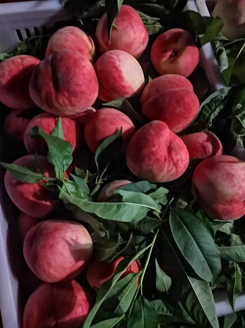 纸袋美脆大量上市货源充足