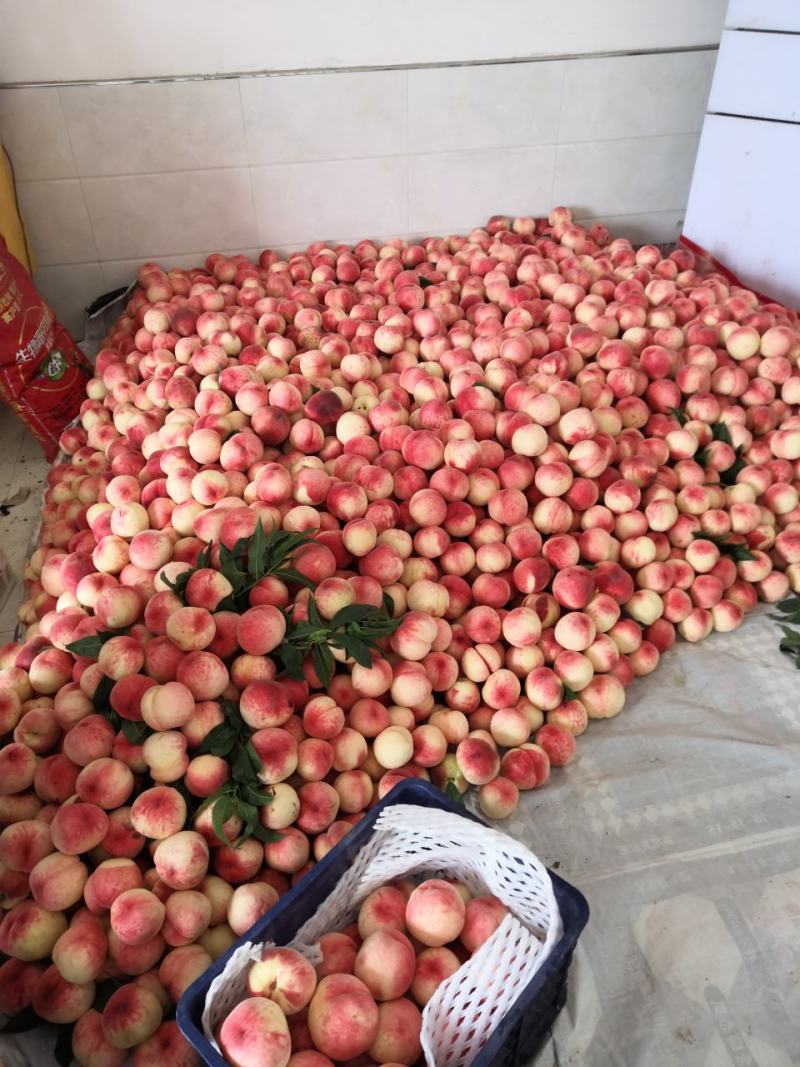 纸袋美脆大量上市货源充足